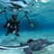 摄影师与黄貂鱼水中同游拍下照片 呼吁保护环境