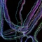 科学家发明脑彩虹成像技术 可辅助理解大脑运行