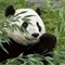 未来百年全球升温或致物种灭绝 熊猫恐首当其冲