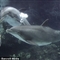 海豚在水中吹气泡玩耍