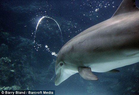 海豚试图穿过气泡