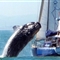 南非40吨重鲸鱼突然跃上私人游艇压坏桅杆