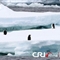 韩国破冰船拍到帝企鹅"排队跳水"