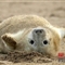 英国海豹宝宝首次体验海滩生活