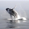 英国生物爱好者拍到驼背鲸跃出水面奇观