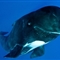 摄影师水下拍巨头鲸傻笑吐泡泡镜头