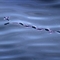 摄影师在帝汶海拍到飞鱼在水面游走奇景