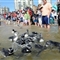 乌拉圭受漏油污染企鹅重返大海