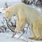 摄影师拍到北极熊雪地玩前滚翻