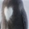 摄影师拍到南极帝企鹅胸部呈罕见心形图案