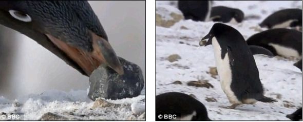 这只扒手企鹅被看到偷了邻居的一块石头（左），并把它带回自己的石头堆放下