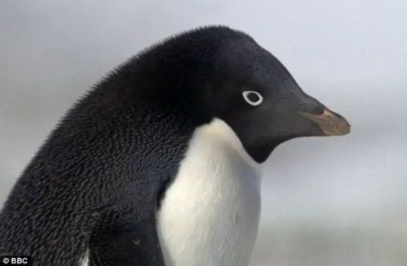 这只两眼放光的阿德利企鹅正在模仿它的银幕英雄羽毛先生麦格罗
