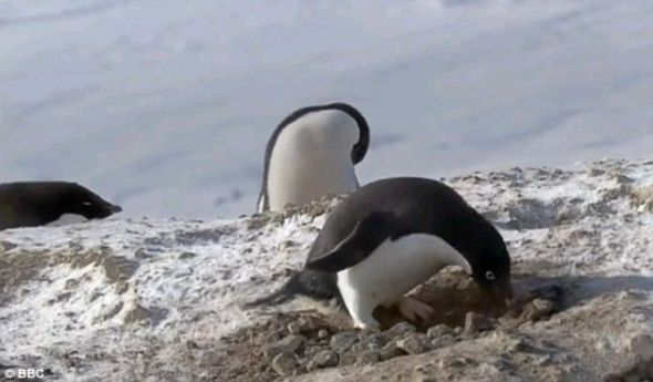 这只阿德利企鹅在地上用石头筑巢，用来养育后代，并在南极冰融化后，防止它们被水冲走