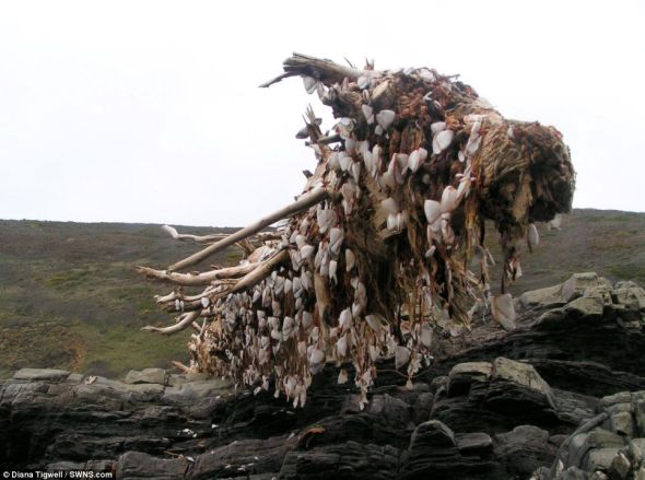 在被冲上岸之前，这根树干已经在海上漂浮了数月，可能来自美国