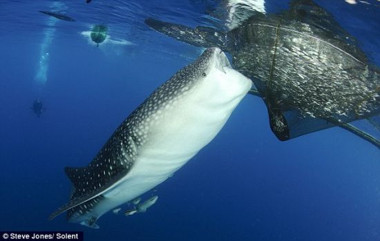 印度尼西亚海域，一头身躯巨大的鲸鲨张开大嘴，偷食渔网中的凤尾鱼