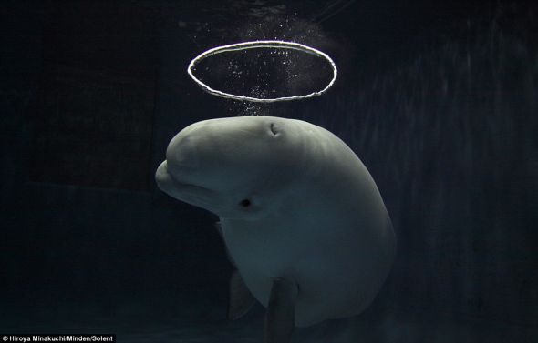 摄影师水口博也在日本岛根水族馆拍摄的这头白鲸显然创造了光环效果