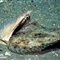 奇异海洋新鱼类：蛇鳗利牙撕咬比目鱼