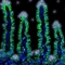 最新人体肠壁细胞显微图像 犹如挂满雪花圣诞树