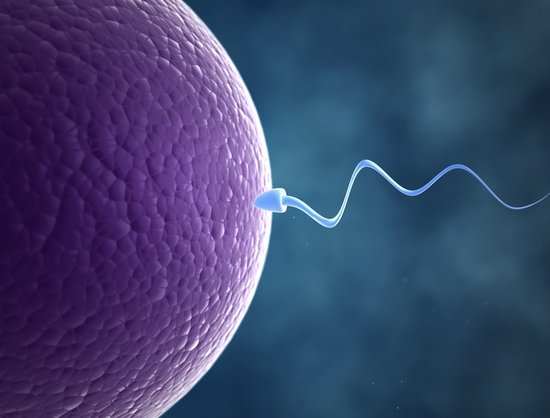 最新研究发现精子长度也会影响男性生育