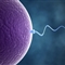最新研究发现 精子长度可能会影响男性生育能力