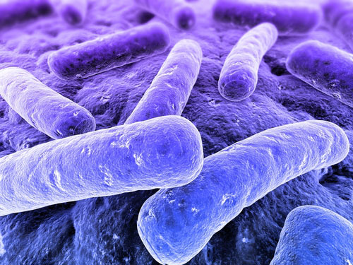 罗拉—V—胡普尔（Lora V. Hooper）带领的研究小组近日在哺乳类动物肠道细菌—粪肠球菌中检测到了由遗传信息染色体所产生的噬菌体