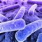 科学家发现新型噬菌体 可影响人体小肠生态(图)