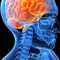 研究显示 大脑执行功能受损或将加重行为冲动性