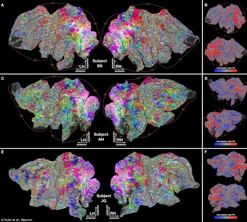 图中大脑扫描图像显示大脑如何处理不同类别的信息