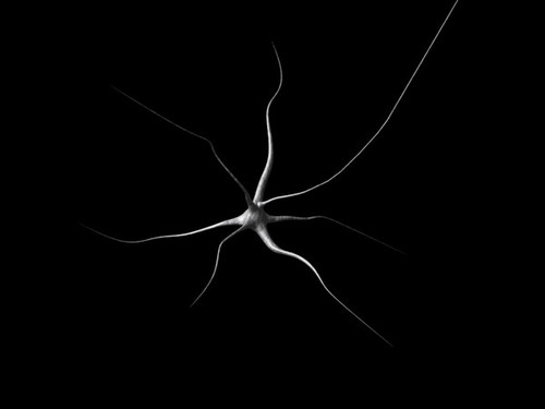科学家发现大脑未知神经细胞