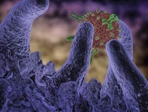 人体内的巨噬细胞做好准备吞噬掉流感病毒