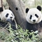 研究人员发现大熊猫血液中 或存在&quot;超级抗菌素&quot;