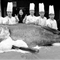 广东饭店空运683斤巨型石斑鱼 身长2.65米