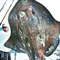 迈阿密渔民捕获深海巨鱼
