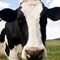 乳牛存胃胀问题 收集奶牛&quot;屁&quot;或可监控甲烷排量