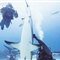 潜水员施“催眠”术 单手“摆平”鲨鱼