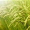 农作物改造转移引担忧 基因污染或可致野草泛滥