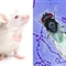 老鼠果蝇视神经图成功描绘 或揭开人类大脑谜团