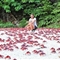 澳大利亚圣诞岛迎来红蟹大迁徙奇观