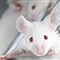对老鼠肌肉干细胞注射生奇效 &quot;返老还童&quot;不是梦