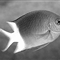 二氧化碳溶于海水可至酸性环境 鱼儿视力遭破坏