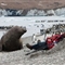 摄影师海滩打盹 四吨象海豹与其“亲密接触”