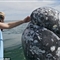 墨西哥海域现友好灰鲸 享受游客抚摸和亲吻