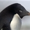 纪录片拍到南极企鹅偷窃邻居筑巢石块