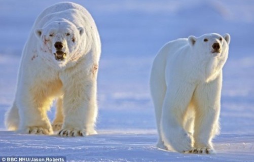  雄性北极熊为争夺交配权，打退10名情敌，伤痕累累，终于获得与雌北极熊的交配权