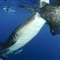 水下摄影师捕捉20吨重鲸鲨偷鱼吃瞬间