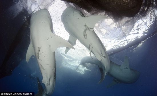 两头鲸鲨正在享受鱼餐。虽然通常以浮游生物为食，但它们显然无法抵御免费午餐的诱惑