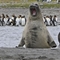 摄影师拍到象海豹抢企鹅镜头有趣瞬间
