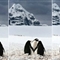 摄影师拍南极企鹅情侣手挽手温情画面