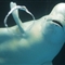 白鲸面对摄影师镜头展示吹泡泡特技