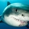 摄影师“玩命”拍大白鲨微笑照 笑露齿很淑女